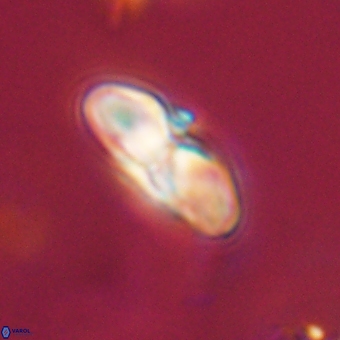 Heliolithus margarita 69386
