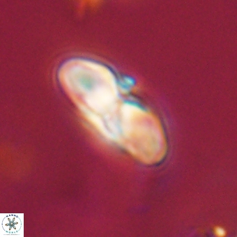 Heliolithus margarita 69386