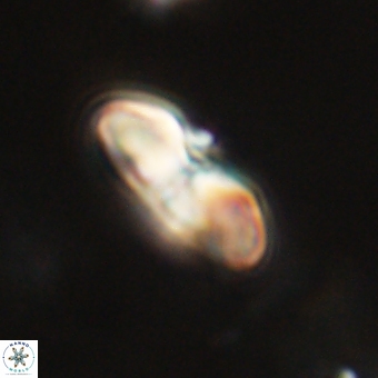 Heliolithus margarita 69388