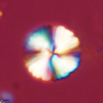 Heliolithus margarita 69389