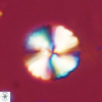 Heliolithus margarita 69389