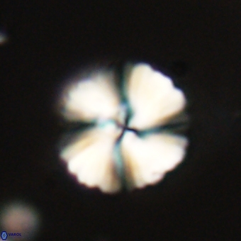 Heliolithus margarita 69390