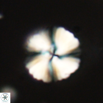 Heliolithus margarita 69390