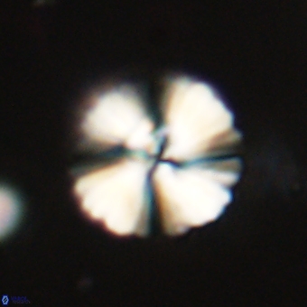 Heliolithus margarita 69391