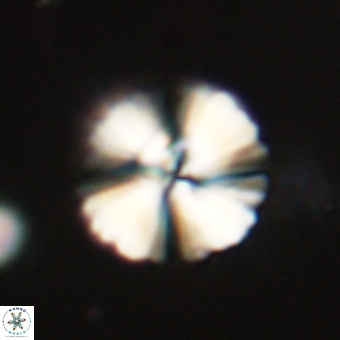Heliolithus margarita 69391