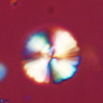 Heliolithus margarita 69392
