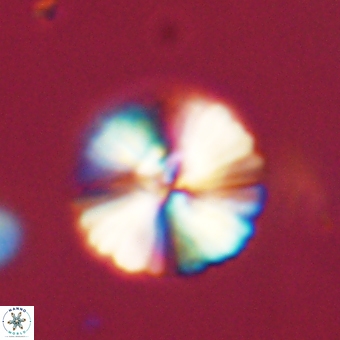 Heliolithus margarita 69392
