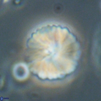 Heliolithus margarita 69394
