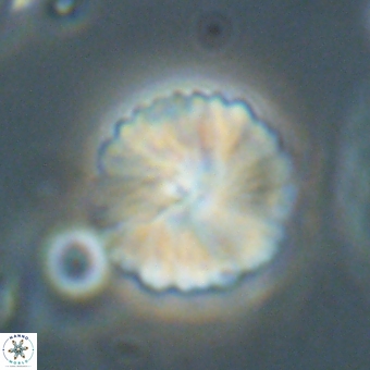 Heliolithus margarita 69394