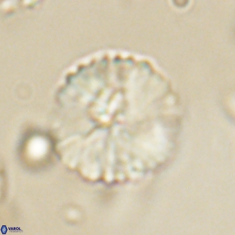 Heliolithus margarita 69395
