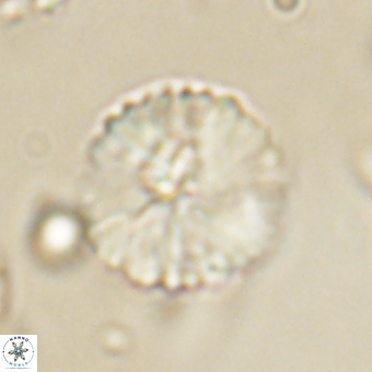 Heliolithus margarita 69395