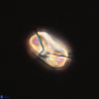 Heliolithus nefroeidis 66087