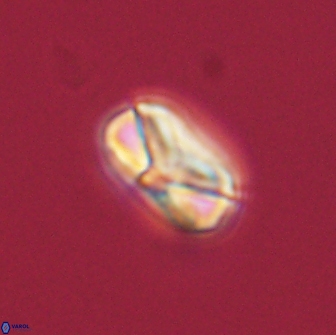 Heliolithus nefroeidis 66089