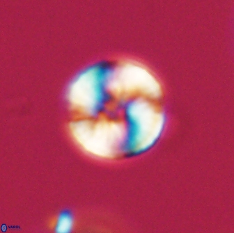 Heliolithus nefroeidis 66097