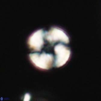 Heliolithus nefroeidis 66098