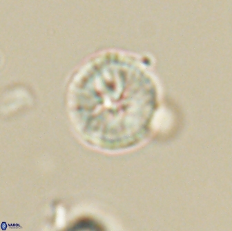 Heliolithus nefroeidis 66099