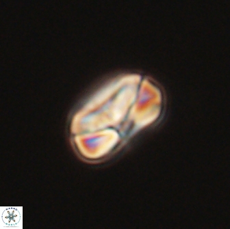 Heliolithus nefroeidis 66091