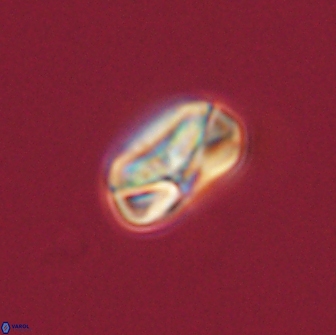 Heliolithus nefroeidis 66092