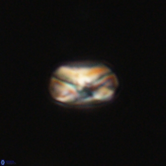 Heliolithus nefroeidis 66105