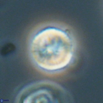 Heliolithus nefroeidis 66101