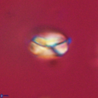 Heliolithus nefroeidis 66110