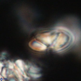 Heliolithus nefroeidis 66166