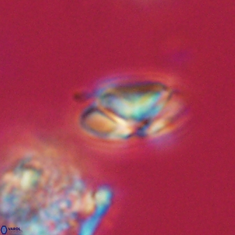 Heliolithus nefroeidis 66168