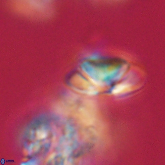 Heliolithus nefroeidis 66169