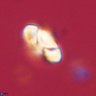 Heliolithus nefroeidis 66174