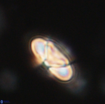 Heliolithus nefroeidis 66175