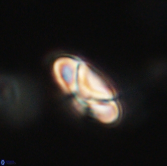 Heliolithus nefroeidis 66176