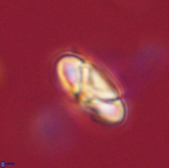 Heliolithus nefroeidis 66177