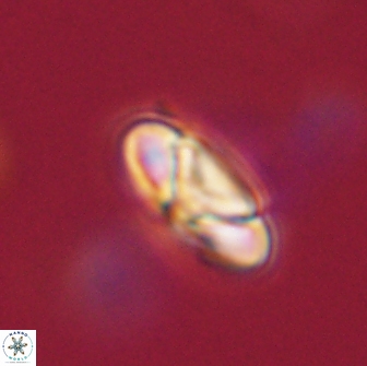 Heliolithus nefroeidis 66177
