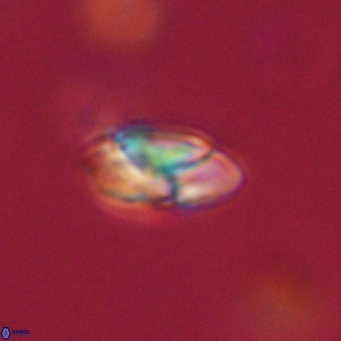 Heliolithus nefroeidis 66178