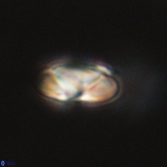 Heliolithus nefroeidis 66179