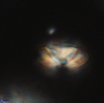 Heliolithus nefroeidis 66171