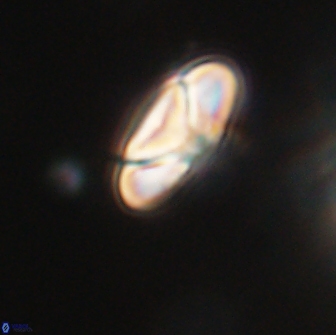 Heliolithus nefroeidis 66172