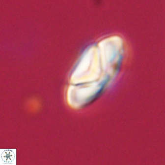 Heliolithus nefroeidis 66173