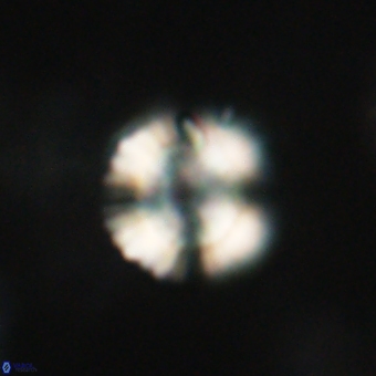 Heliolithus nefroeidis 66185