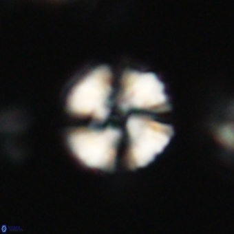 Heliolithus nefroeidis 66187