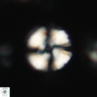 Heliolithus nefroeidis 66187
