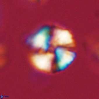 Heliolithus nefroeidis 66188