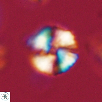 Heliolithus nefroeidis 66188