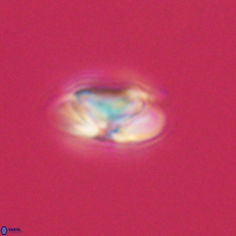 Heliolithus nefroeidis 66180