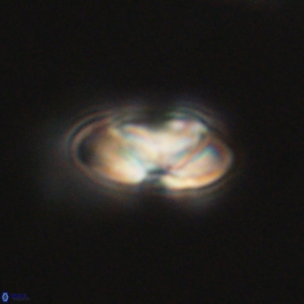 Heliolithus nefroeidis 66181