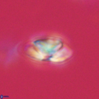 Heliolithus nefroeidis 66182