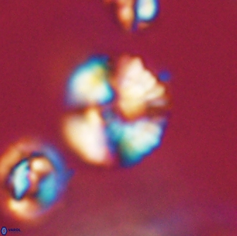 Heliolithus nefroeidis 66195