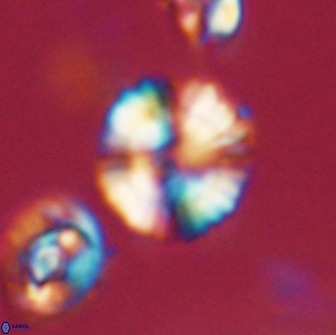 Heliolithus nefroeidis 66198