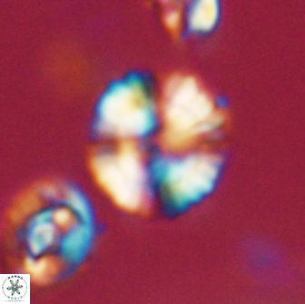Heliolithus nefroeidis 66198