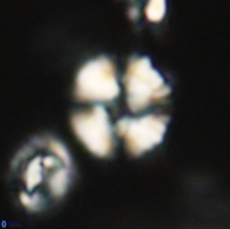 Heliolithus nefroeidis 66199